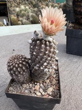 Eriosyce napina v. duripulpa